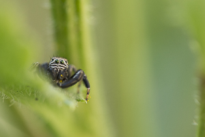 Salticide prise en macro de face sur fond vert