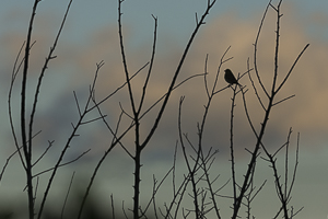 Juillet 2015 Serin cini au lever du jour