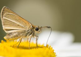 Sylvaine se nourrissant sur une marguerite