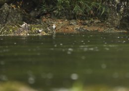 Cincle plongeur couple posé sur un rocher en bord de rivière