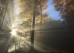 Octobre 2015 Paysage de sous bois en contre jour en automne