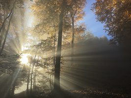 Octobre 2015 Paysage de sous bois en contre jour en automne