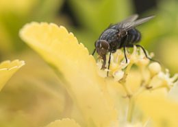 Mouche bleue sur une fleur jaune