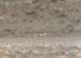 Petit gravelot courant sur une route bitumée