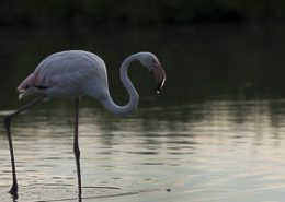 Flamant rose au coucher du soleil une goutte sur le bec