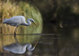 Décembre 2015 Grande aigrette et son reflet sous une lumière de cinéma