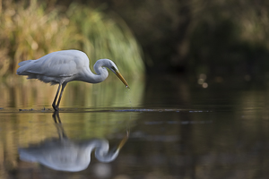 Décembre 2015 Grande aigrette et son reflet sous une lumière de cinéma