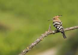 Juillet 2016 Huppe fasciée au repos sur une branche