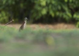 Héron vert apparait derrière une bute d'herbe