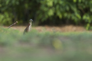 Héron vert apparait derrière une bute d'herbe