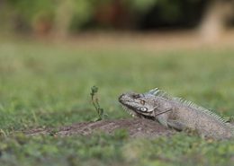 Iguane vert sort de son terrier