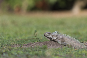 Iguane vert sort de son terrier