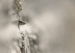 Lézard des murailles sort de son trou