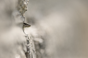 Lézard des murailles sort de son trou