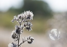 Octobre 2016 Plante sèche et son halo