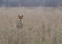 Renard roux me fixe dans un champ au lever du jour