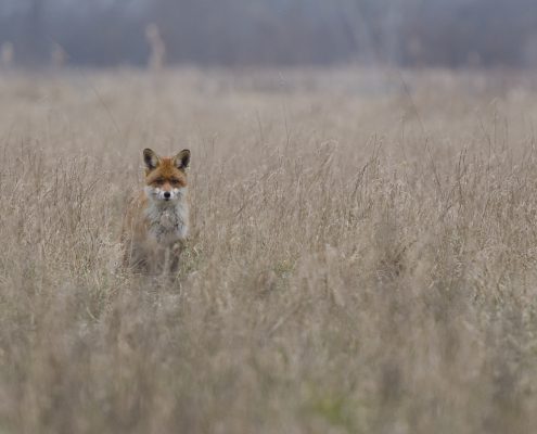 Renard roux me fixe dans un champ au lever du jour