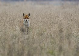 Renard roux me fixe dans un champ au lever du jour