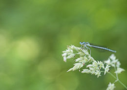 Juin 2017 Agrion à larges pattes un individu posé sur un brin d’herbe