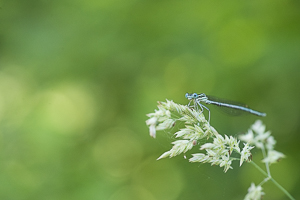 Juin 2017 Agrion à larges pattes un individu posé sur un brin d’herbe