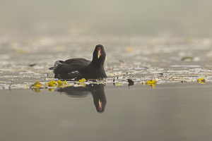 Gallinule poule-d'eau (Gallinula chloropus)