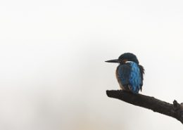 Février 2017 Martin pêcheur (Alcedo atthis) au repos sur une branche en high key