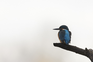 Février 2017 Martin pêcheur (Alcedo atthis) au repos sur une branche en high key