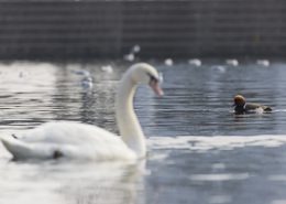 Nette rousse sur un plan d’eau urbain au milieu des autres canards et cygnes