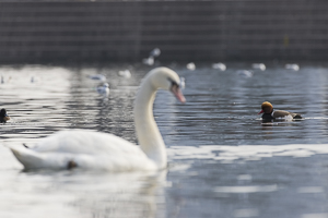Nette rousse sur un plan d’eau urbain au milieu des autres canards et cygnes