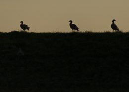 Mai 2017 trois ouettes au coucher du soleil