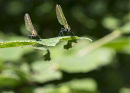 Insectes mollusques Caloptéryx éclatant deux individus à l’affût sur une feuille