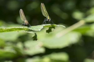 Insectes mollusques Caloptéryx éclatant deux individus à l’affût sur une feuille