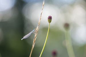 Decembre 2017 Agrion à larges pattes posé sur une herbe