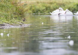 Becassine des marais au bord de l'eau