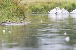 Becassine des marais au bord de l'eau