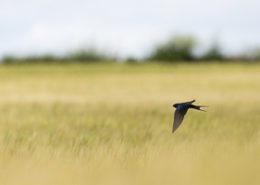 Hirondelle rustique survolant un champ de céréales