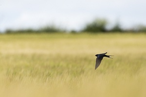 Hirondelle rustique survolant un champ de céréales