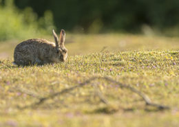 Lapin de garenne se nourrissant de jeunes pousses d'herbe