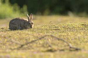 Lapin de garenne se nourrissant de jeunes pousses d'herbe