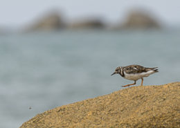 Tournepierre à collier marchant sur un rocher en bord de mer