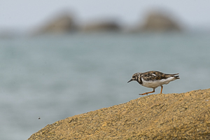 Tournepierre à collier marchant sur un rocher en bord de mer