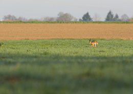 Lièvre d'Europe Mes photos