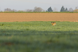 Lièvre d'Europe Mes photos