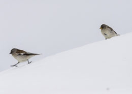 Niverolle alpine deux individus dans la neige