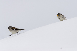 Niverolle alpine deux individus dans la neige