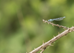 Agrion jouvencelle au repos sur une ronce