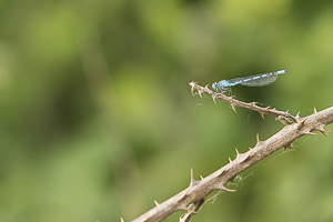 Agrion jouvencelle au repos sur une ronce