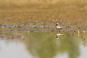 Bergeronnette grise et son reflet dans l'eau