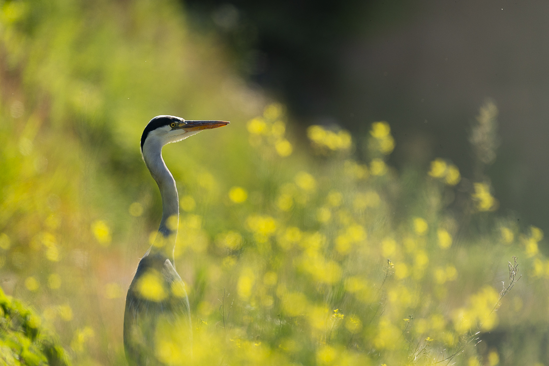 Photo animalière Declic Nature Héron cendré