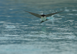 Hirondelle de fenêtre survole la surface de l'eau